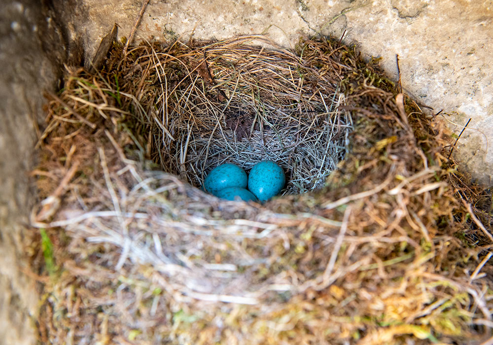Egg fra svarttrost i Bara ruin, Gotland
