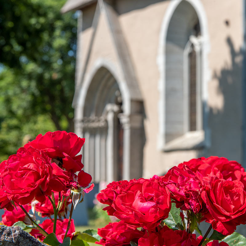 Ardre kyrka: Tio tusen röda rosor